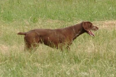 Una comunicazione tagliata, puppy Mixed Breed for adoption at Associazione Onlus Apaca