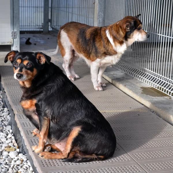 La brutta storia di Sem e Luna, Mixed Breed for adoption at Associazione Onlus Apaca
