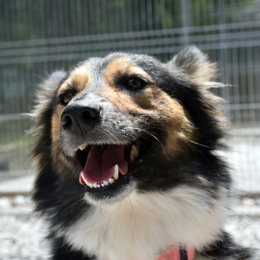 I cani più intelligenti del mondo…, Mixed Breed for adoption at Associazione Onlus Apaca