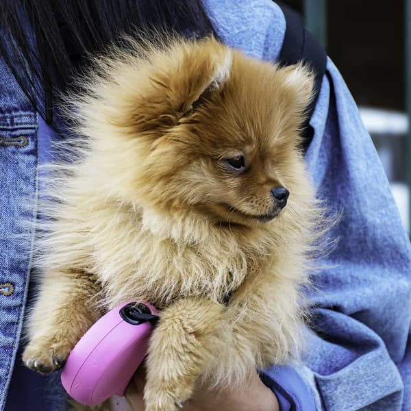 Il cane in braccio: anche no!, puppy Mixed Breed for adoption at Associazione Onlus Apaca