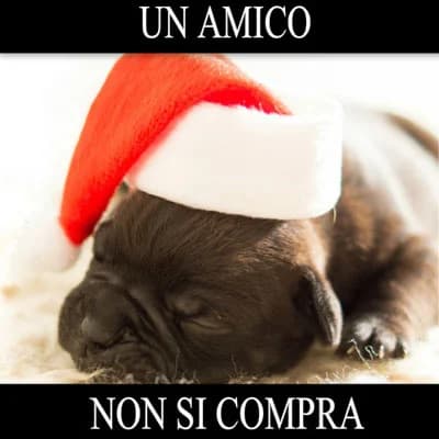 A Natale, meticcio o di razza? In ogni caso, mai on-line, puppy Mixed Breed for adoption at Associazione Onlus Apaca