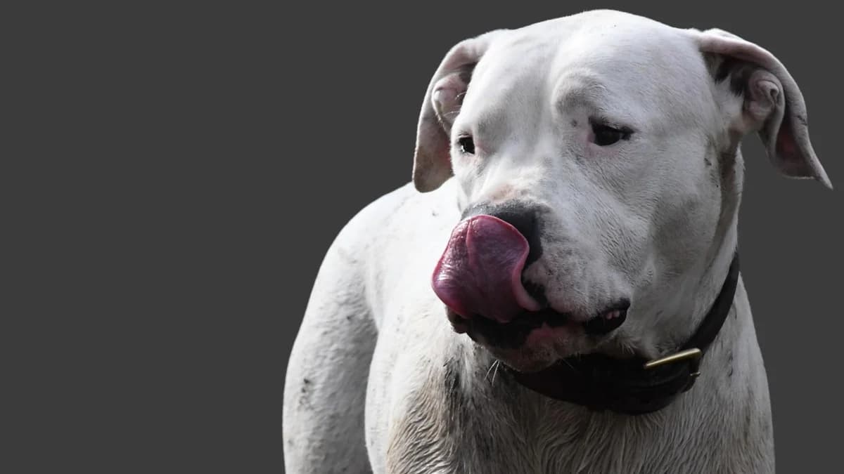 Informarsi battendo i denti, female Mixed Breed for adoption at Associazione Onlus Apaca