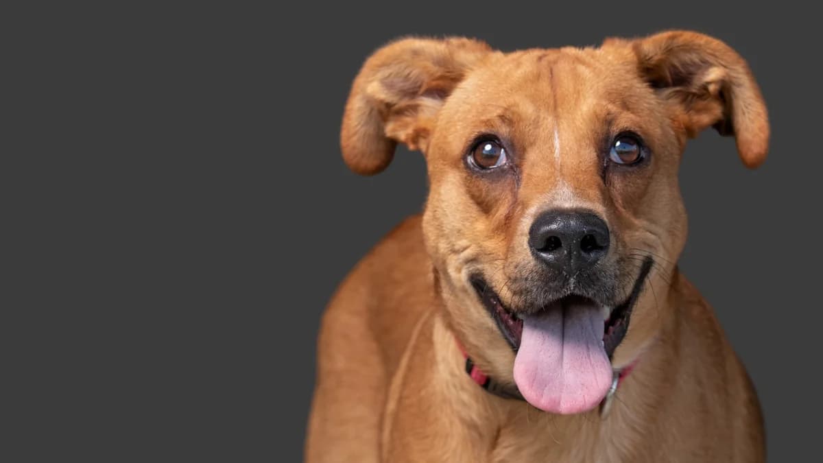 Il rapporto multifattoriale del cane con il terreno, Mixed Breed for adoption at Associazione Onlus Apaca