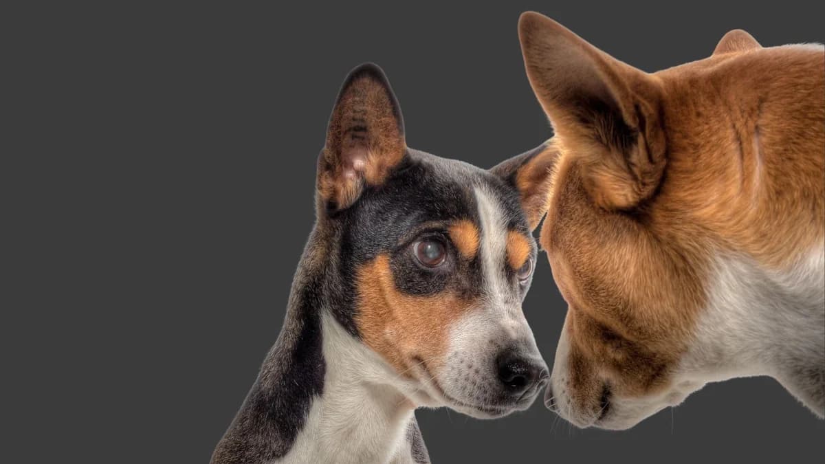 Voglio un cane uguale, young Mixed Breed for adoption at Associazione Onlus Apaca