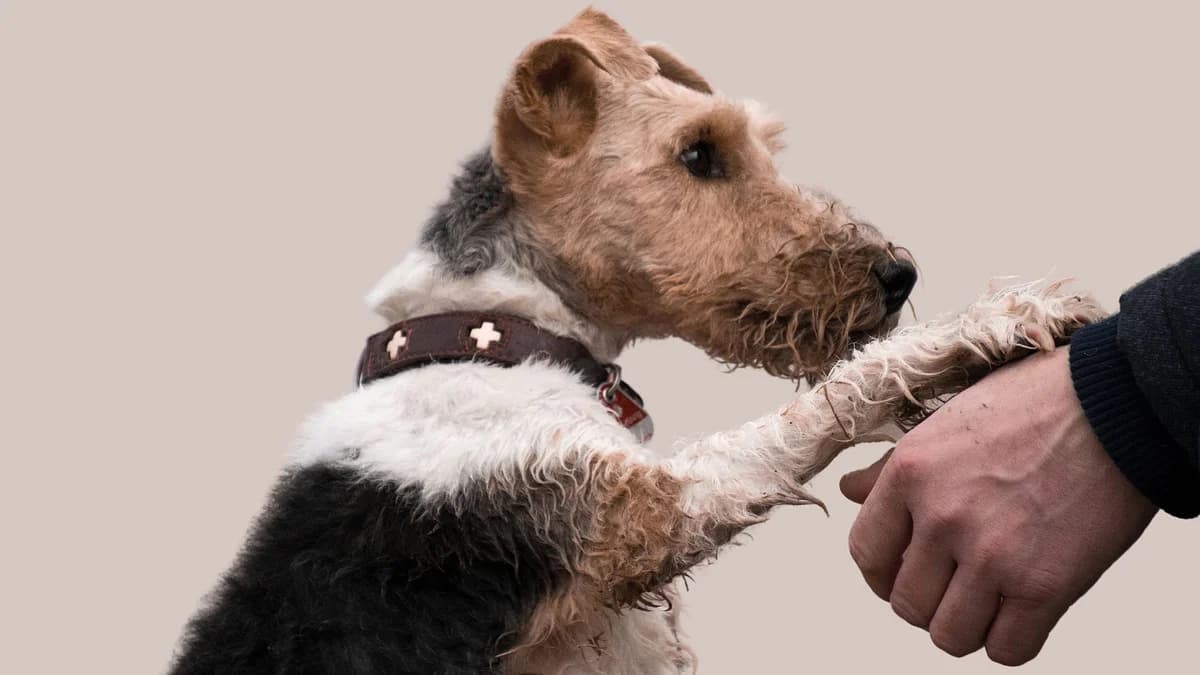 Quando il dolore per la perdita del proprio animale domestico è insostenibile, puppy Mixed Breed for adoption at Associazione Onlus Apaca