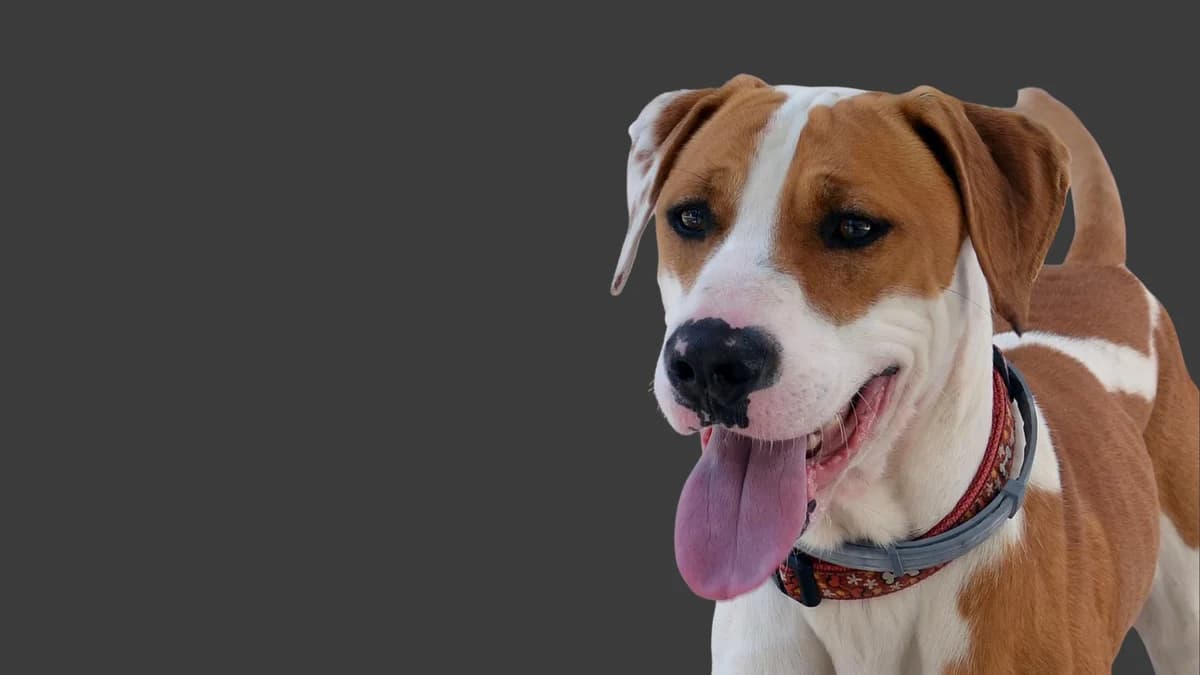 Il canile-rifugio attore nella sorveglianza della leishmaniosi, Mixed Breed for adoption at Associazione Onlus Apaca