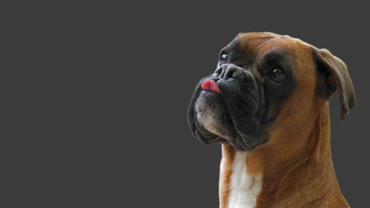 Nuove regole per far volare il cane, Mixed Breed for adoption at Associazione Onlus Apaca