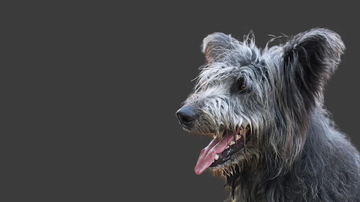 Attenzione al Panace di Mantegazza, senior Mixed Breed for adoption at Associazione Onlus Apaca
