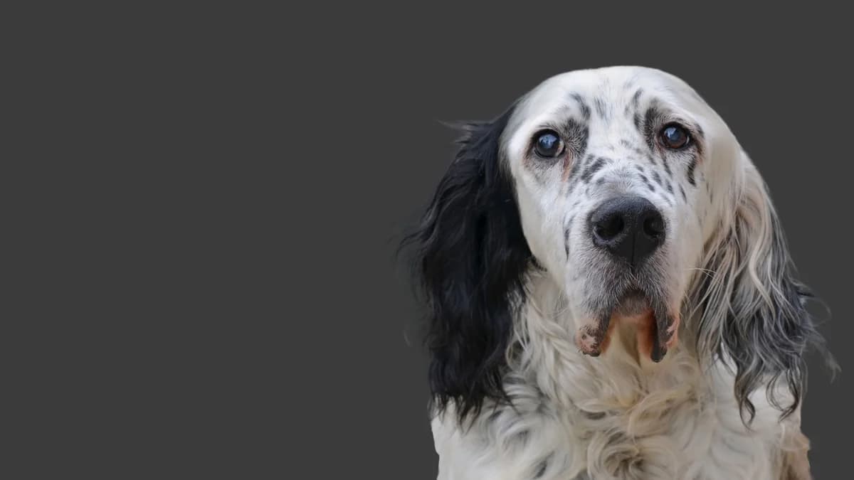 Tempo di processionarie, male Mixed Breed for adoption at Associazione Onlus Apaca