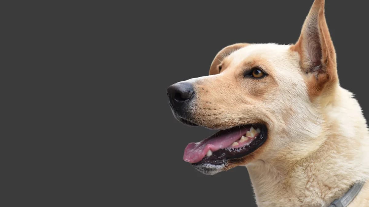 Muoiono sempre più spesso di cancro, ma ci aiutano a diagnosticarlo, senior Mixed Breed for adoption at Associazione Onlus Apaca