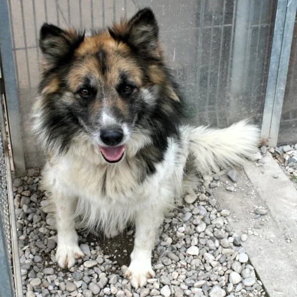 L’assicurazione per il cane: costi diversi a seconda di età e razza, puppy Mixed Breed for adoption at Associazione Onlus Apaca