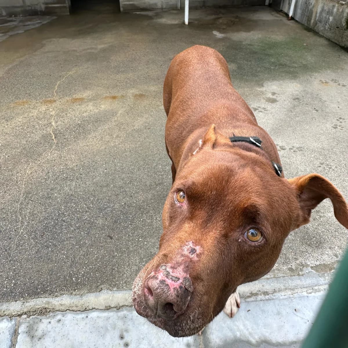 99 BIS/21 BROWN PIT, male senior Pit Bull Terrier for adoption at Associazione UNA — Genova, Genova