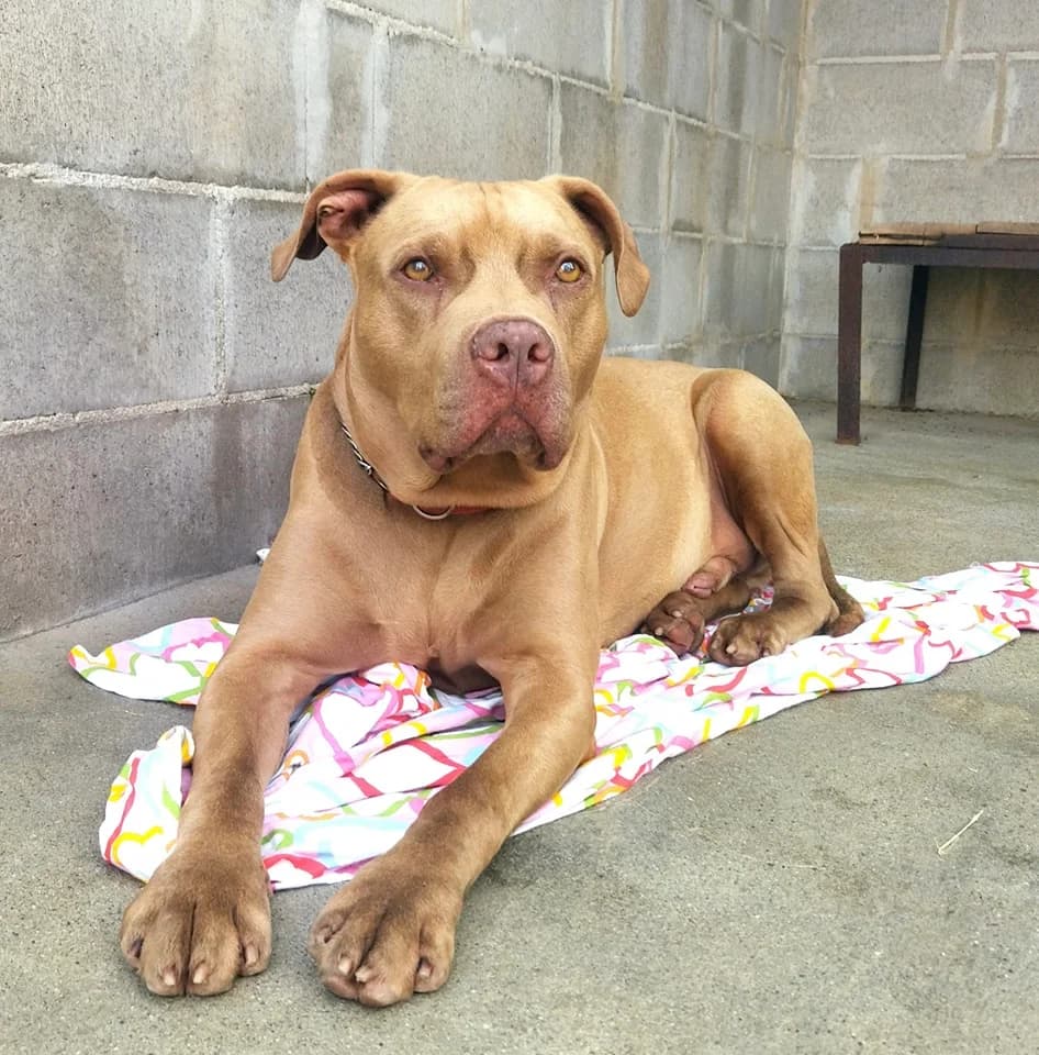 ROCCO, male senior Pit Bull Terrier for adoption at Associazione UNA — Genova, Genova