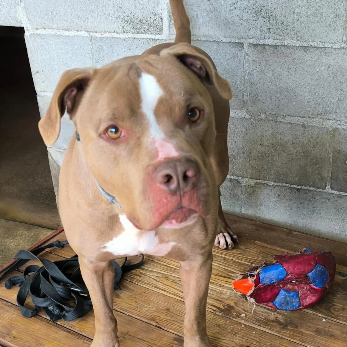 THOR BOSTON, male 7yo Pit Bull Terrier for adoption at Associazione UNA — Genova, Genova