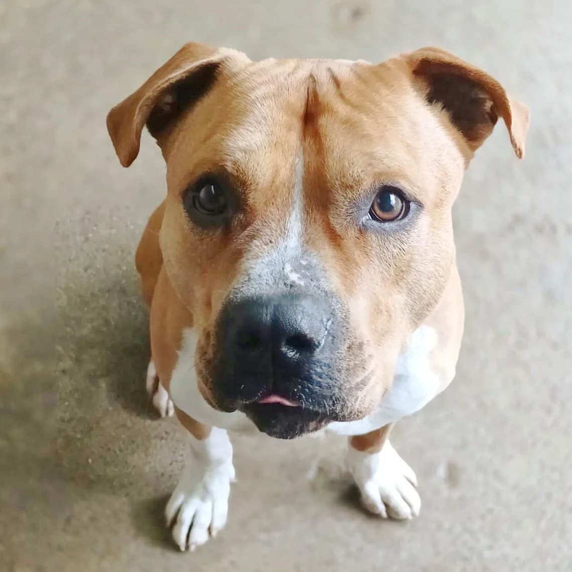 REY STAFF, male 5yo mixed breed for adoption at Associazione UNA — Genova, Genova