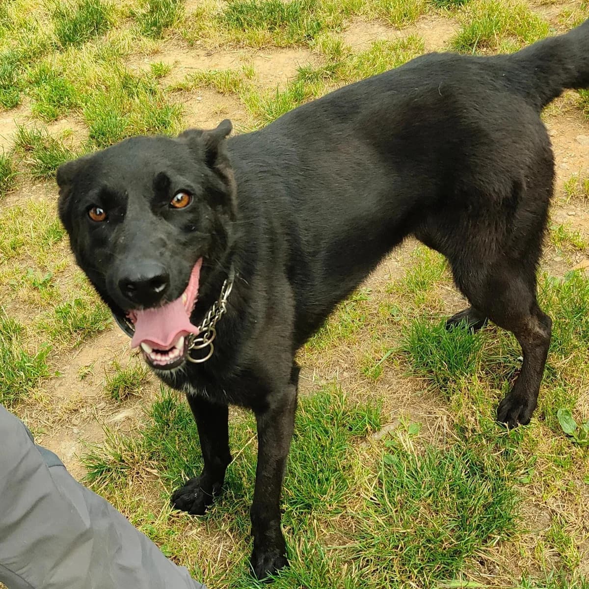 MINA, female 4yo mixed breed for adoption at Associazione UNA — Genova, Genova