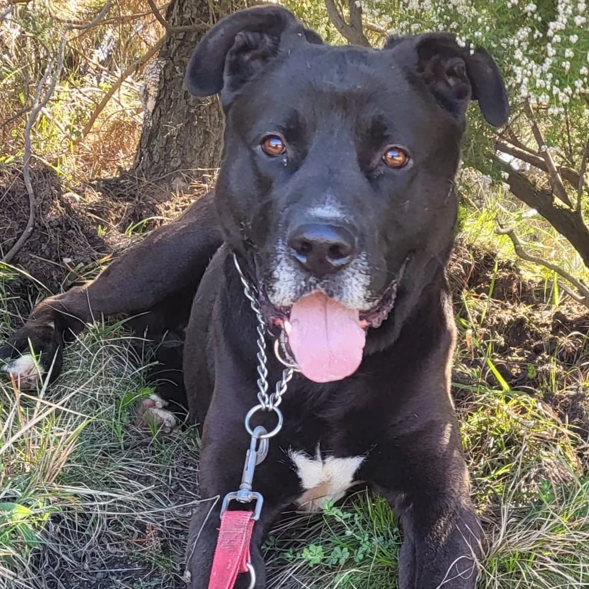 RICKY, male 7yo mixed breed for adoption at Associazione UNA — Genova, Genova