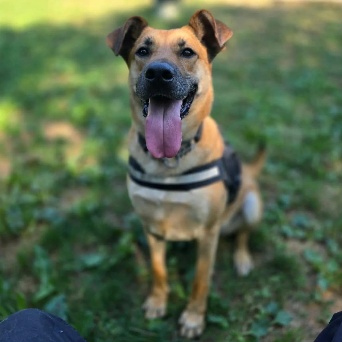 REA, female 5yo mixed breed for adoption at Associazione UNA — Genova, Genova