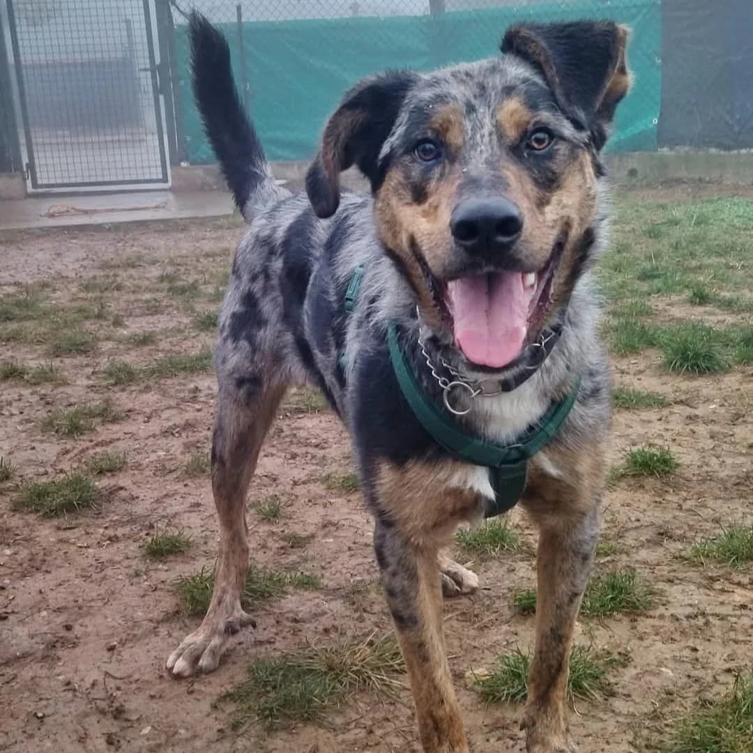 BRUNO, male 3yo mixed breed for adoption at Associazione UNA — Genova, Genova