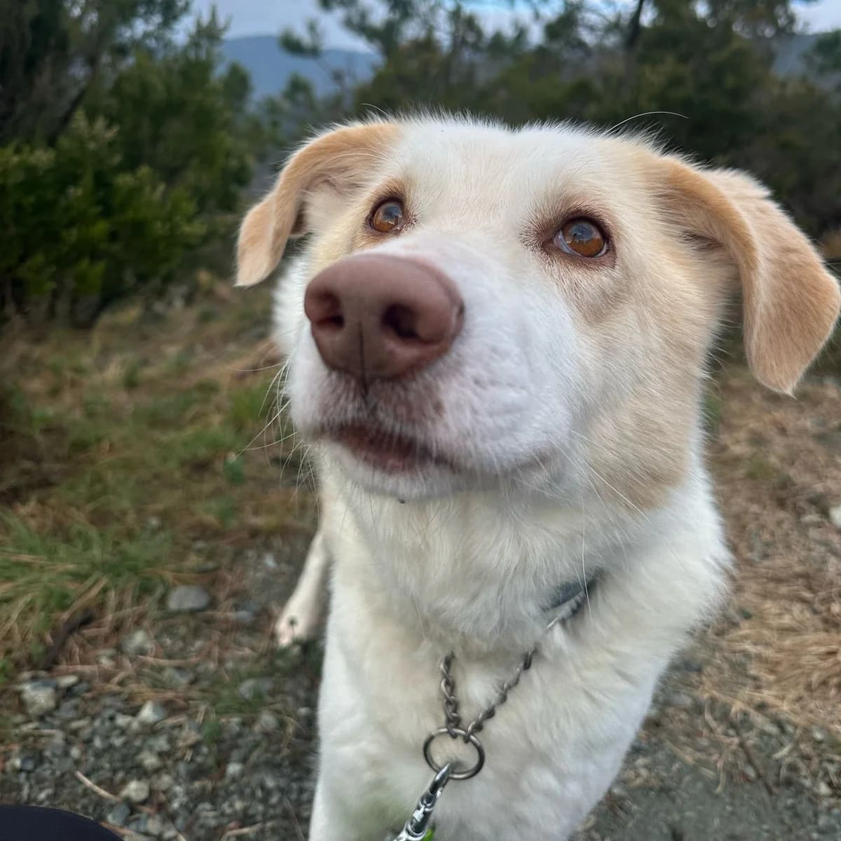 FIUTO, male 6yo mixed breed for adoption at Associazione UNA — Genova, Genova