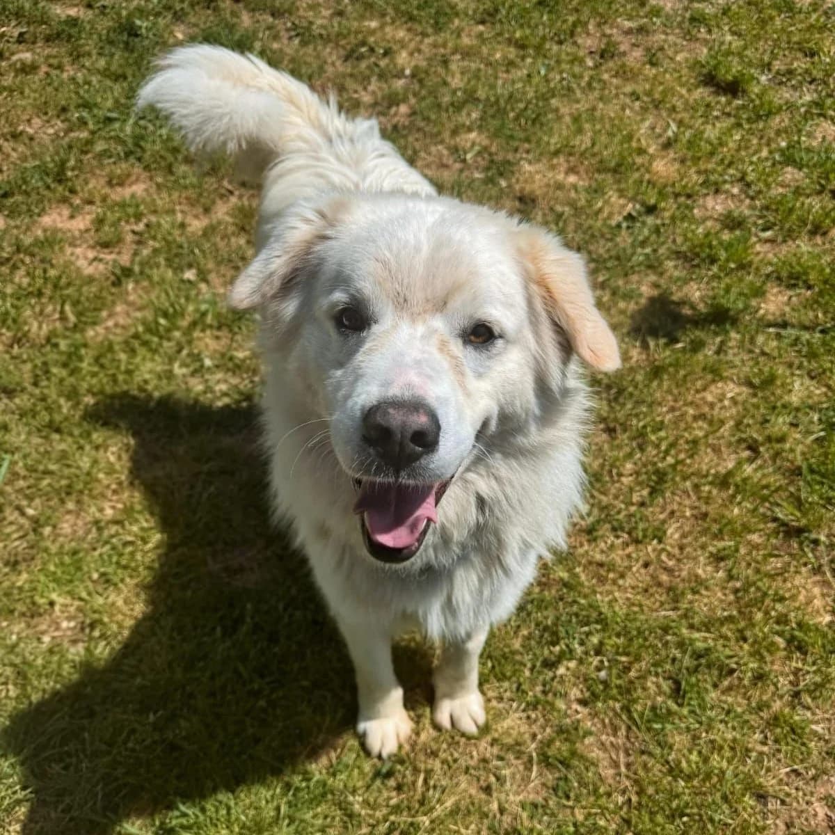 SAM, male 3yo mixed breed for adoption at Associazione UNA — Genova, Genova