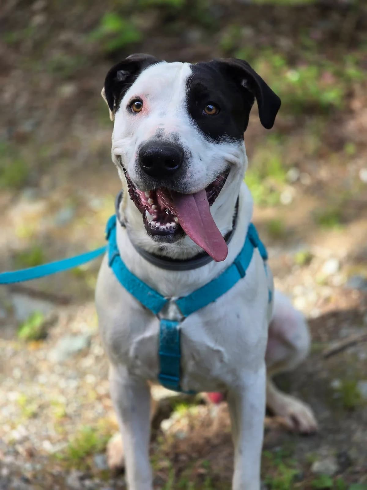 TYSON BIANCO, male young mixed breed for adoption at Associazione UNA — Genova, Genova