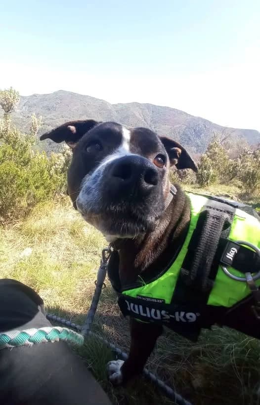 ALASKA, female 5yo Pit Bull Terrier for adoption at Associazione UNA — Genova, Genova
