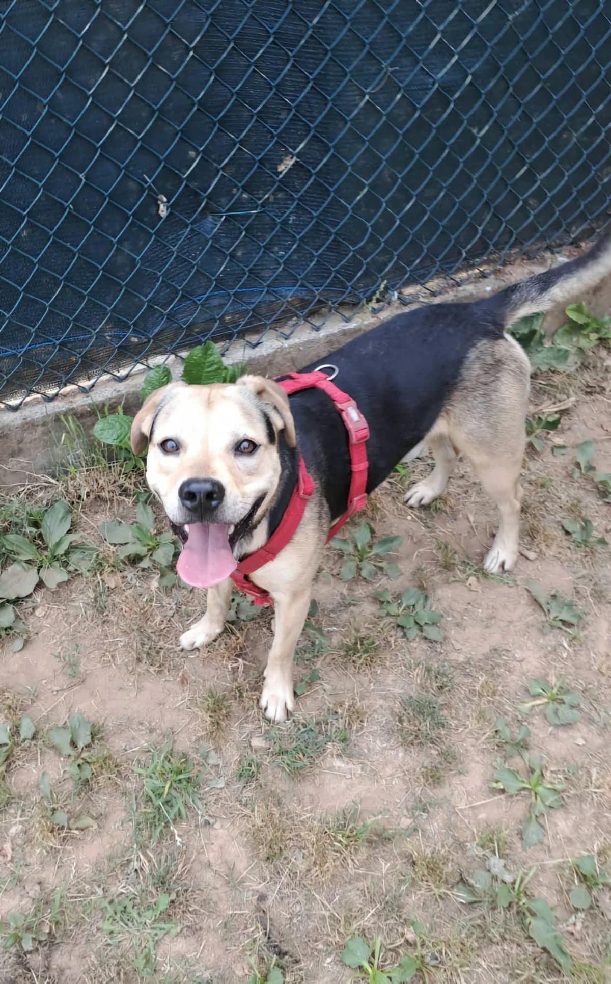ROLLY, male 4yo mixed breed for adoption at Associazione UNA — Genova, Genova