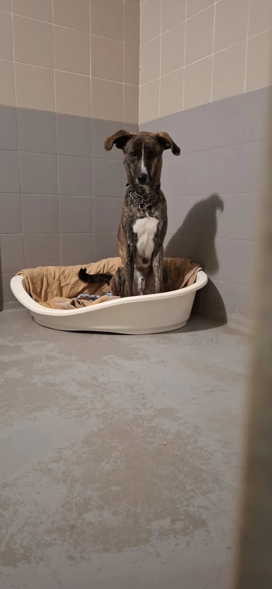 PITON, male young mixed breed for adoption at Associazione UNA — Genova, Genova