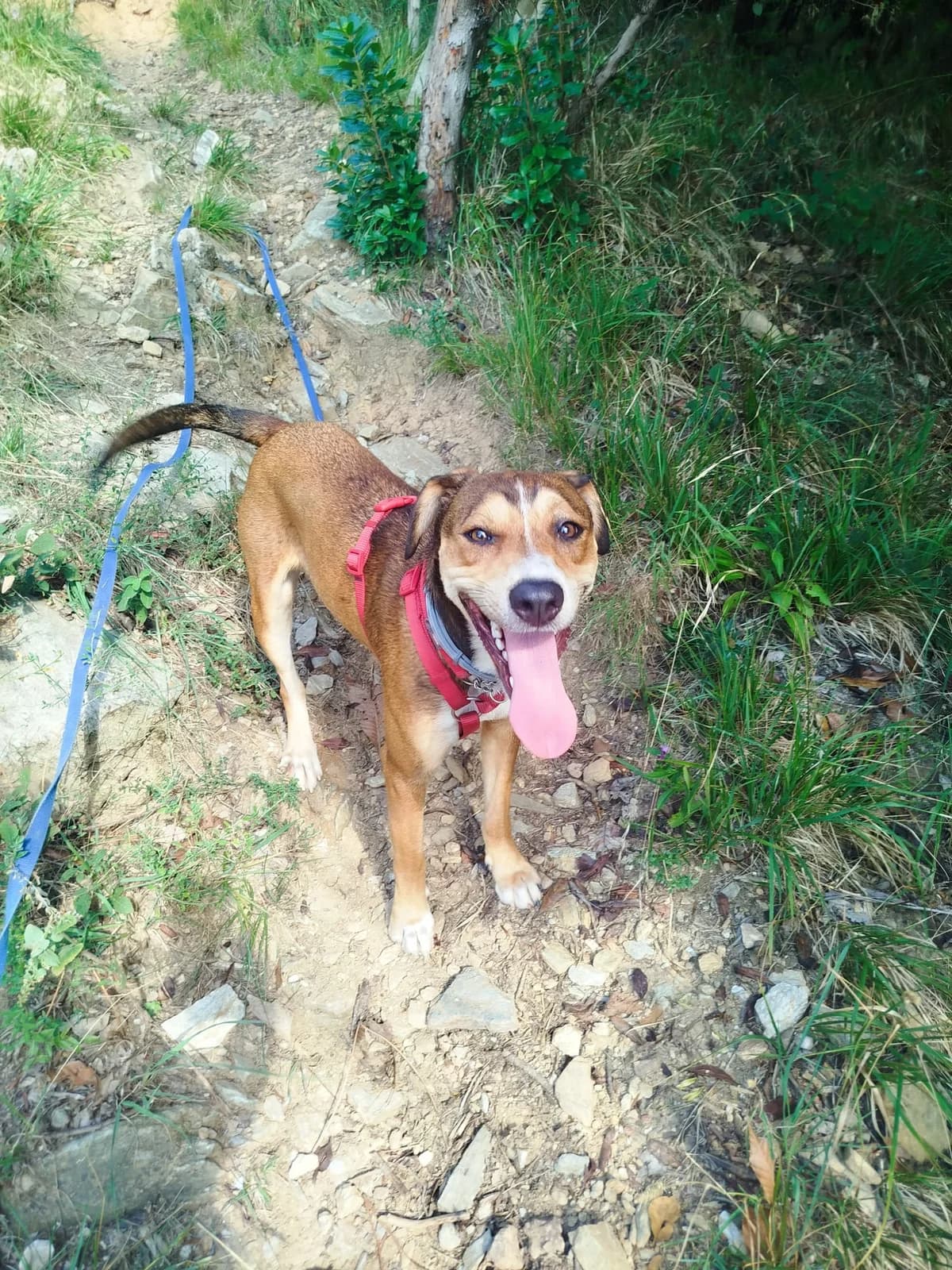 GINNY, female 3yo mixed breed for adoption at Associazione UNA — Genova, Genova