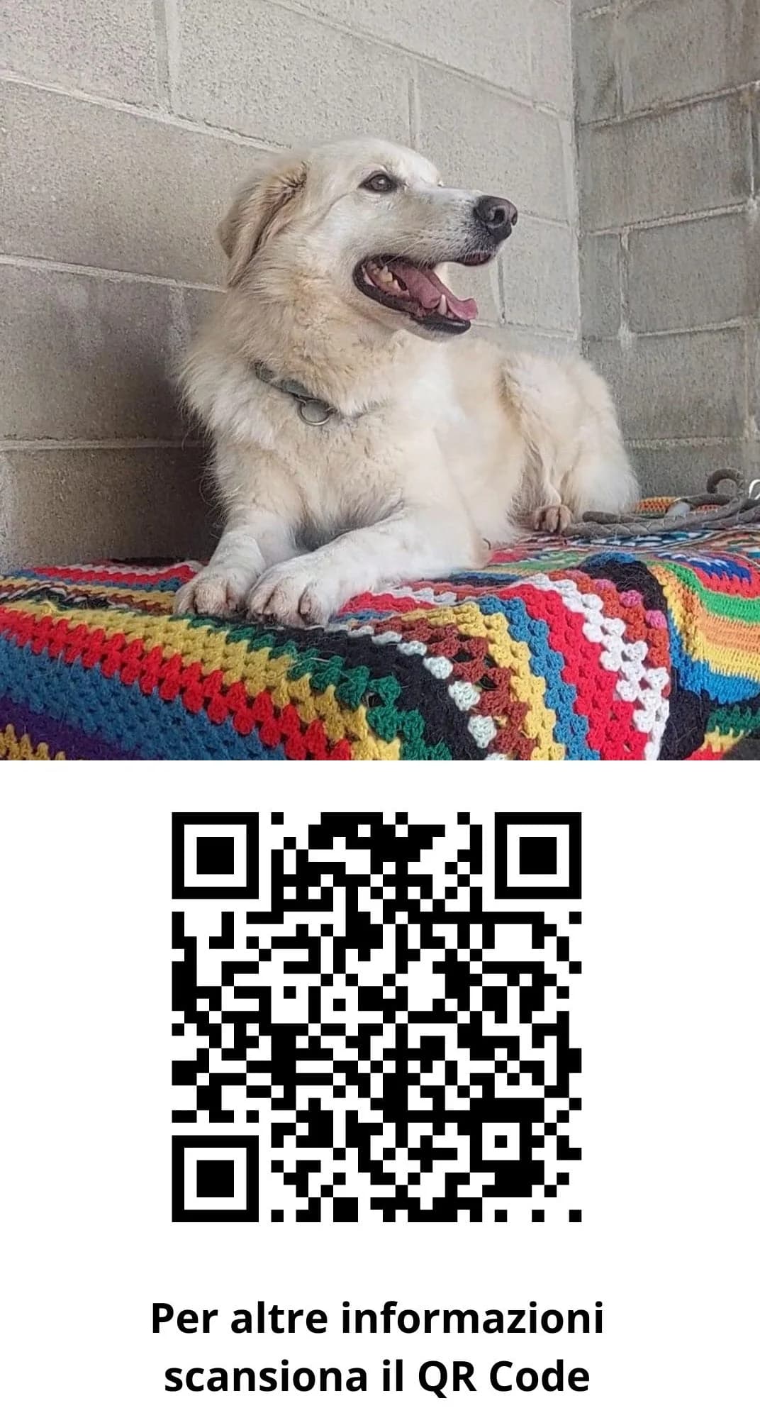 LOTHAR, male 7yo mixed breed for adoption at Associazione UNA — Genova, Genova