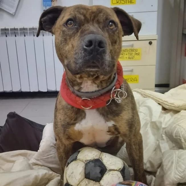 157CS/2026 ADE, male 6yo Pit Bull Terrier for adoption at Associazione UNA — Genova, Genova