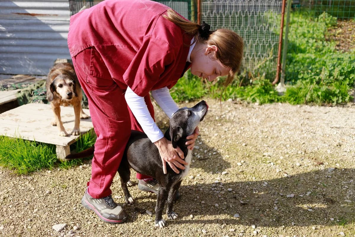 Leo, senior Mixed Breed for adoption at Associazione Cani Liberi - Rifugio Canalba, Alba Adriatica TE