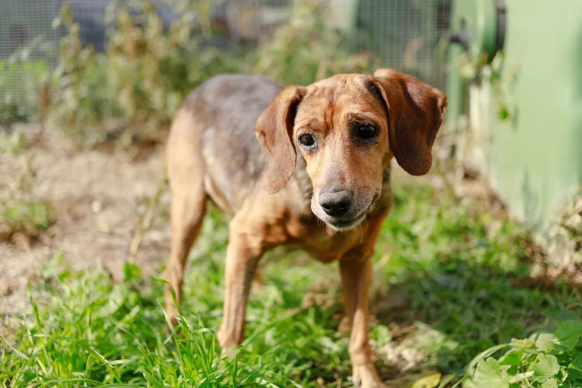 Sardegna, senior Mixed Breed for adoption at Associazione Cani Liberi - Rifugio Canalba, Alba Adriatica TE