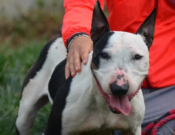 Toti, male 4yo Mixed Breed for adoption at Canile Municipale di Asti, Asti (Piemonte)