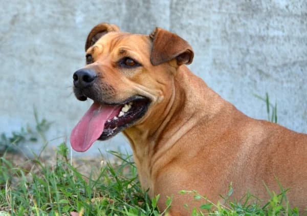 Lilli, female 5yo Mixed Breed for adoption at Canile Municipale di Asti, Asti (Piemonte)