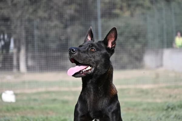Zeus, male 5yo mixed breed for adoption at Canile Municipale di Asti, Asti (Piemonte)
