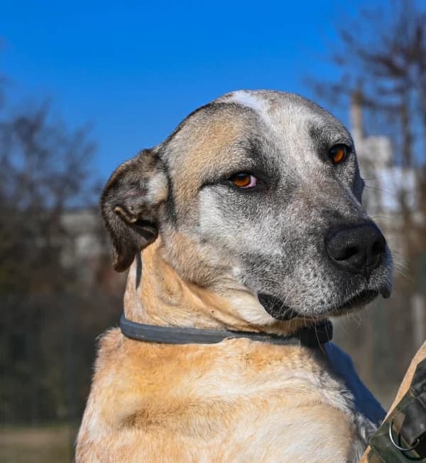 Maya, female 4yo mixed breed for adoption at Canile Municipale di Asti, Asti (Piemonte)