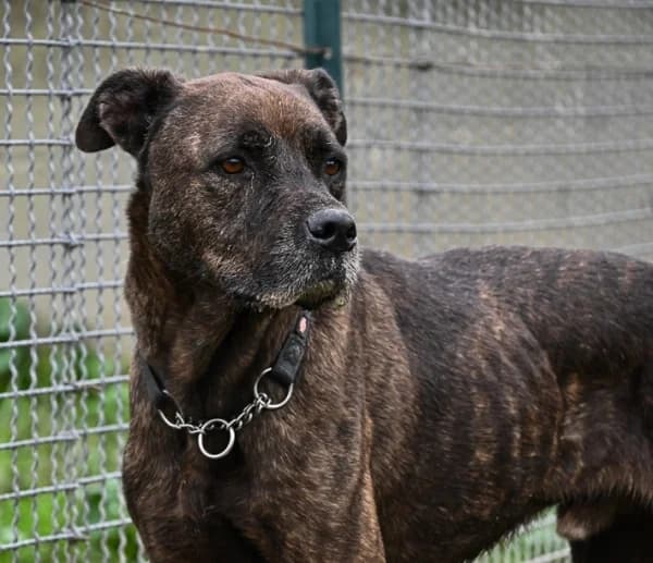 Iron, male 6yo mixed breed for adoption at Canile Municipale di Asti, Asti (Piemonte)