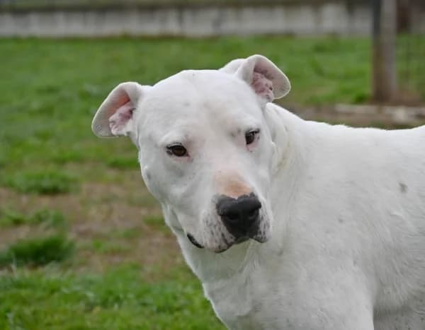 Diego, male 3yo Mixed Breed for adoption at Canile Municipale di Asti, Asti (Piemonte)