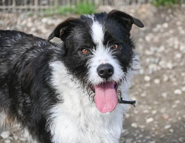 Leo, male young Mixed Breed for adoption at Canile Municipale di Asti, Asti (Piemonte)
