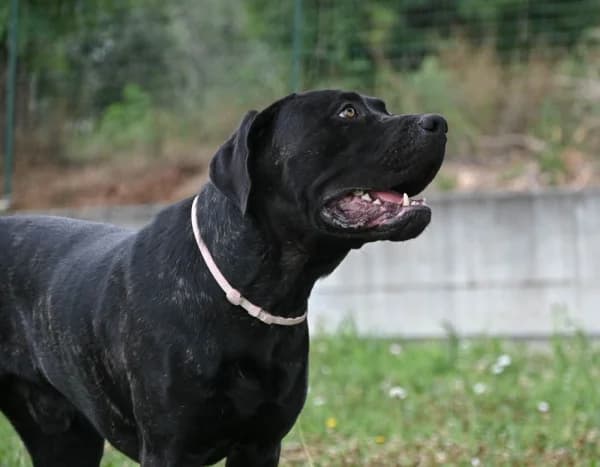 Johnny Depp, male young Mixed Breed for adoption at Canile Municipale di Asti, Asti (Piemonte)