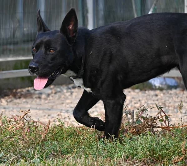Macio, male young Mixed Breed for adoption at Canile Municipale di Asti, Asti (Piemonte)