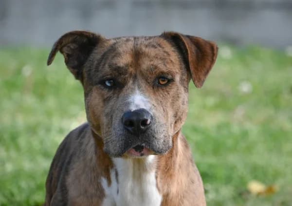 Leone, male young Mixed Breed for adoption at Canile Municipale di Asti, Asti (Piemonte)