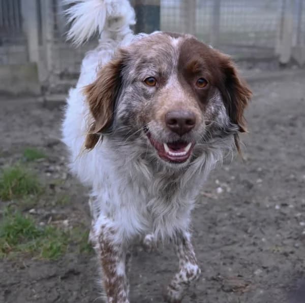 Peter, male young Mixed Breed for adoption at Canile Municipale di Asti, Asti (Piemonte)