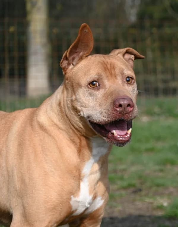 Axel, male 4yo Mixed Breed for adoption at Canile Municipale di Asti, Asti (Piemonte)