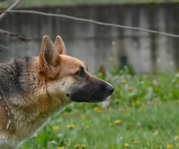 Luna, female young German Shepherd for adoption at Canile Municipale di Asti, Asti (Piemonte)