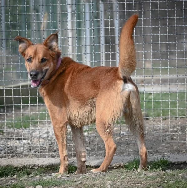 Humble, male 6yo Mixed Breed for adoption at Canile Municipale di Asti, Asti (Piemonte)