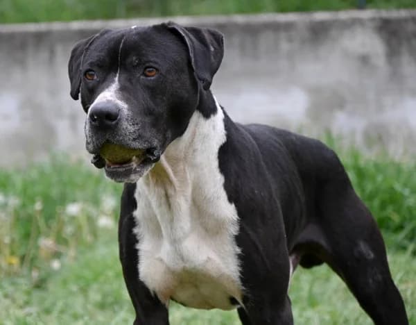 Hammer, male 7yo Mixed Breed for adoption at Canile Municipale di Asti, Asti (Piemonte)
