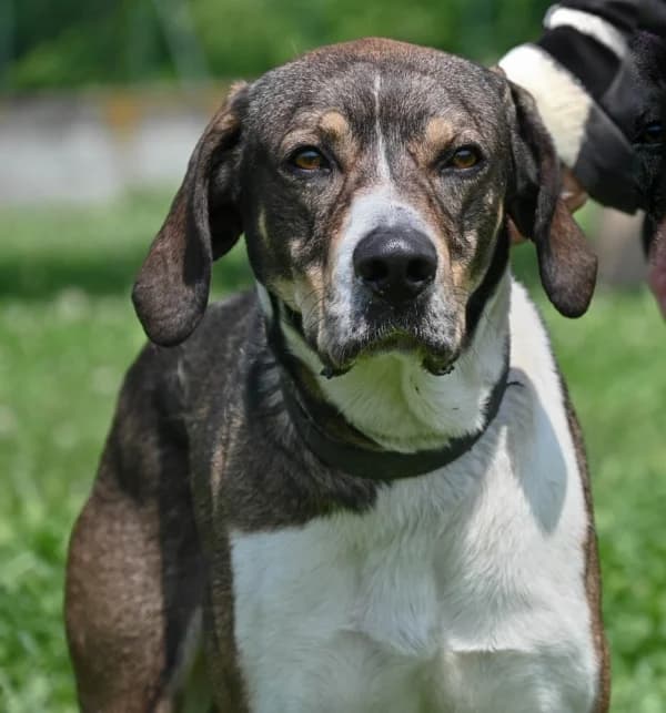 Rocki, male 4yo Mixed Breed for adoption at Canile Municipale di Asti, Asti (Piemonte)